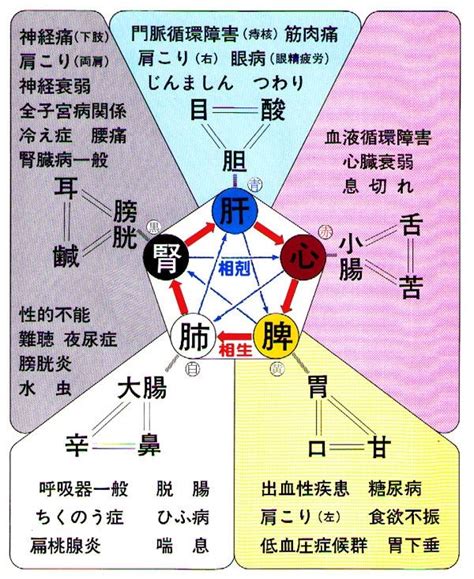 五腑|五臓六腑について【わかりやすく解説】 